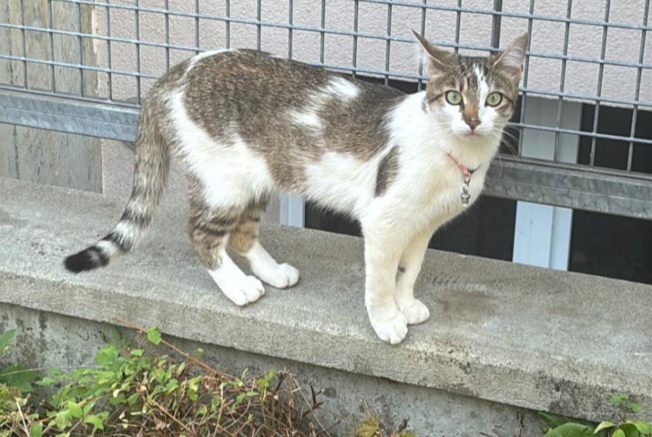 Vermisstmeldung Katze Weiblich , 1 jahre Bardonnex Schweiz Vermisstmeldung Katze Weiblich , 1 jahre Bardonnex Schweiz