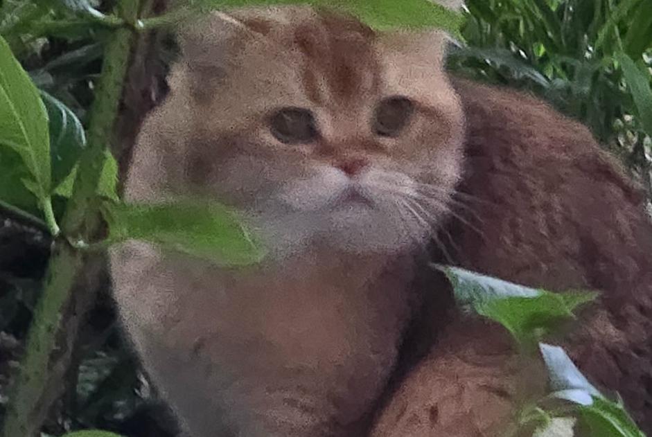Discovery alert Cat  Unknown Lausanne Switzerland