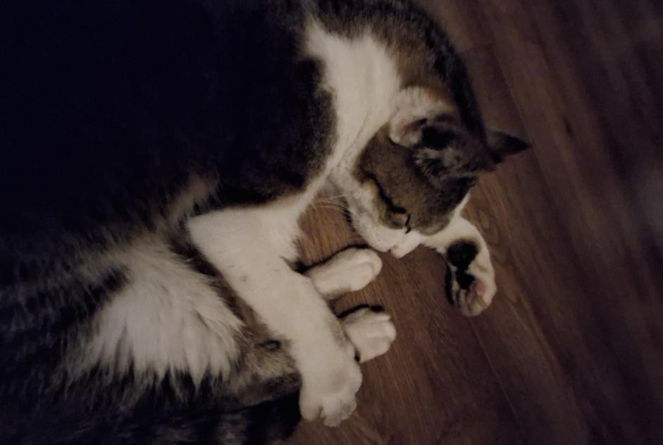 Alerta de Hallazgo Gato Macho Autigny Suiza Alerta de Hallazgo Gato Macho Autigny Suiza