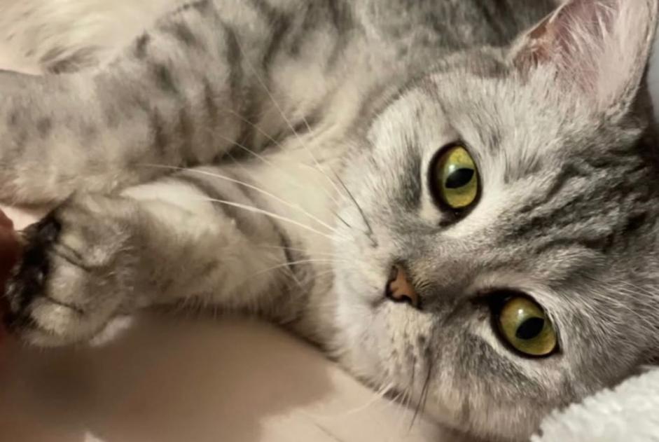 Alerte Disparition Chat Femelle , 2 ans Grône Suisse Alerte Disparition Chat Femelle , 2 ans Grône Suisse