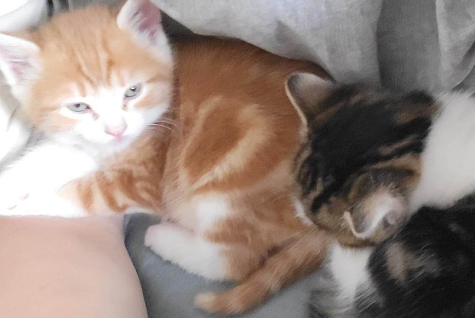 Alerte Disparition Chat Mâle , 0 ans La Sarraz Suisse Alerte Disparition Chat Mâle , 0 ans La Sarraz Suisse