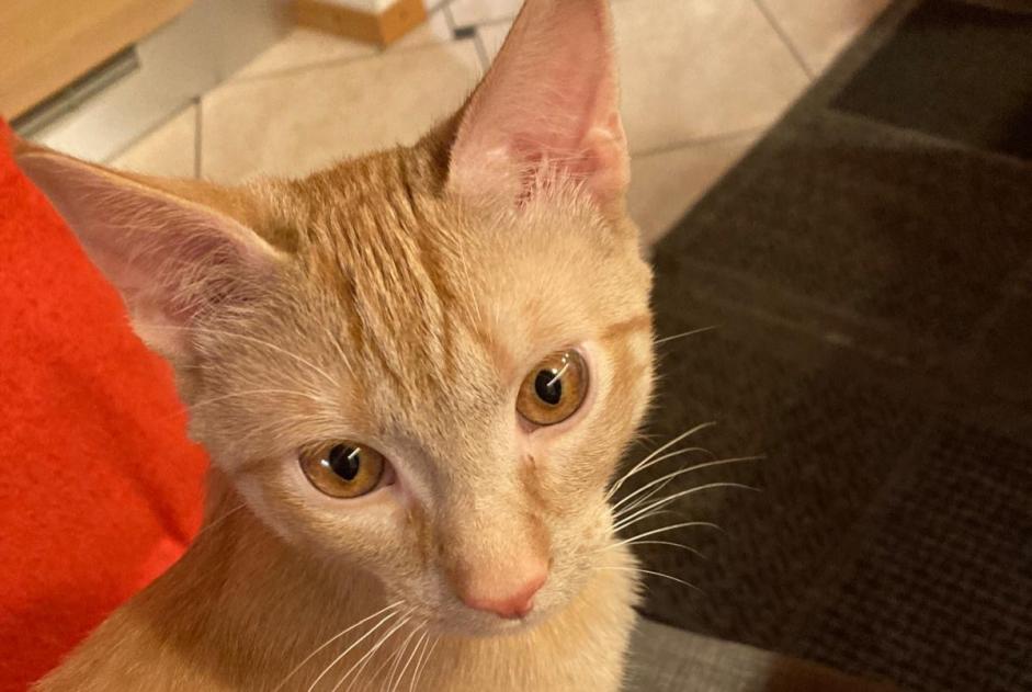 Alerte Disparition Chat Mâle , 1 ans Vucherens Suisse Alerte Disparition Chat Mâle , 1 ans Vucherens Suisse