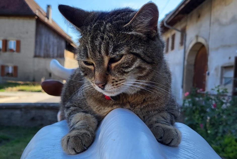 Alerte Disparition Chat Femelle , 12 ans Treytorrens (Payerne) Suisse
