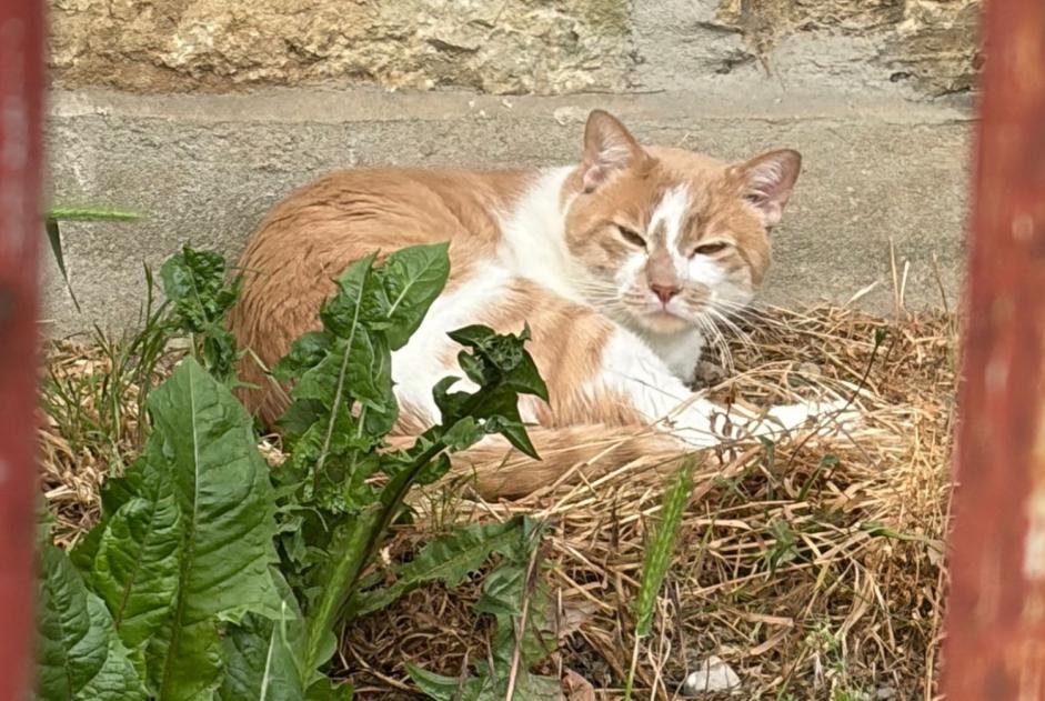 Alerte Découverte Chat Mâle Yverdon-les-Bains Suisse Alerte Découverte Chat Mâle Yverdon-les-Bains Suisse
