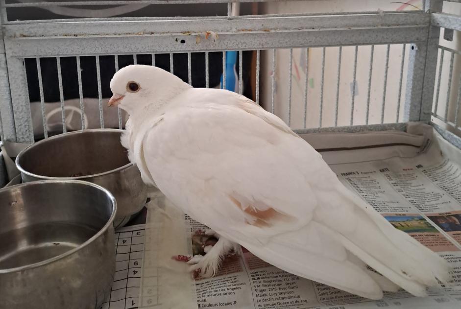 Ontdekkingsalarm Vogel Onbekend Conthey Zwitserland Ontdekkingsalarm Vogel Onbekend Conthey Zwitserland