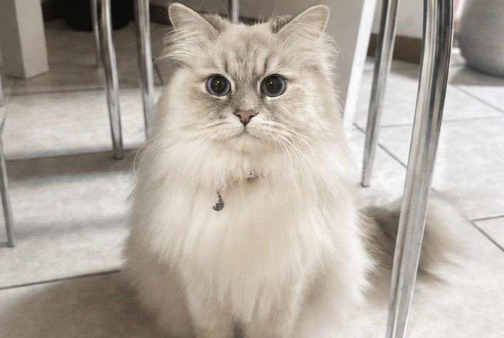 Alerta desaparecimento Gato Fêmea , 3 anos Lausanne Switzerland Alerta desaparecimento Gato Fêmea , 3 anos Lausanne Switzerland